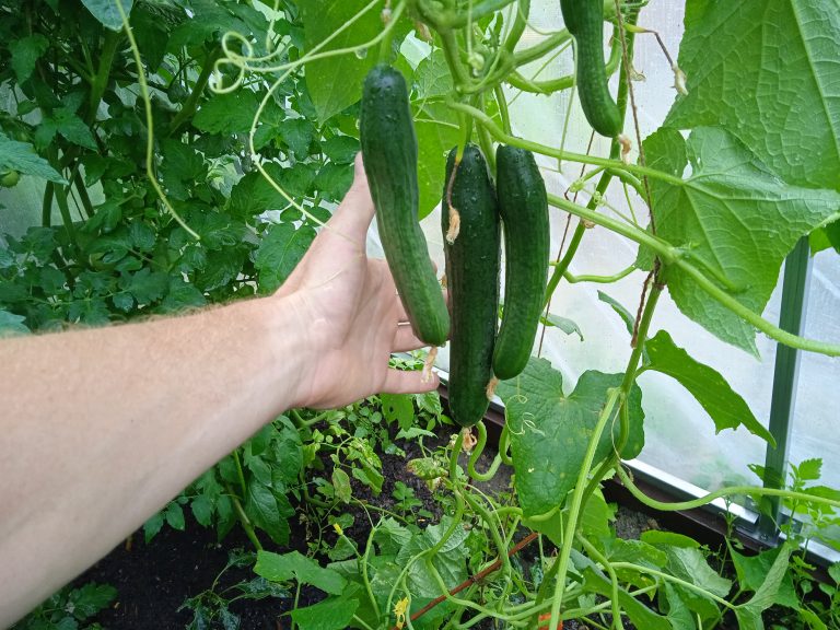 Školský fóliovník – projekt Deti pre Bratislavu