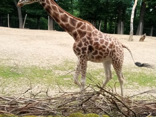 IMG_20220613_120026_5