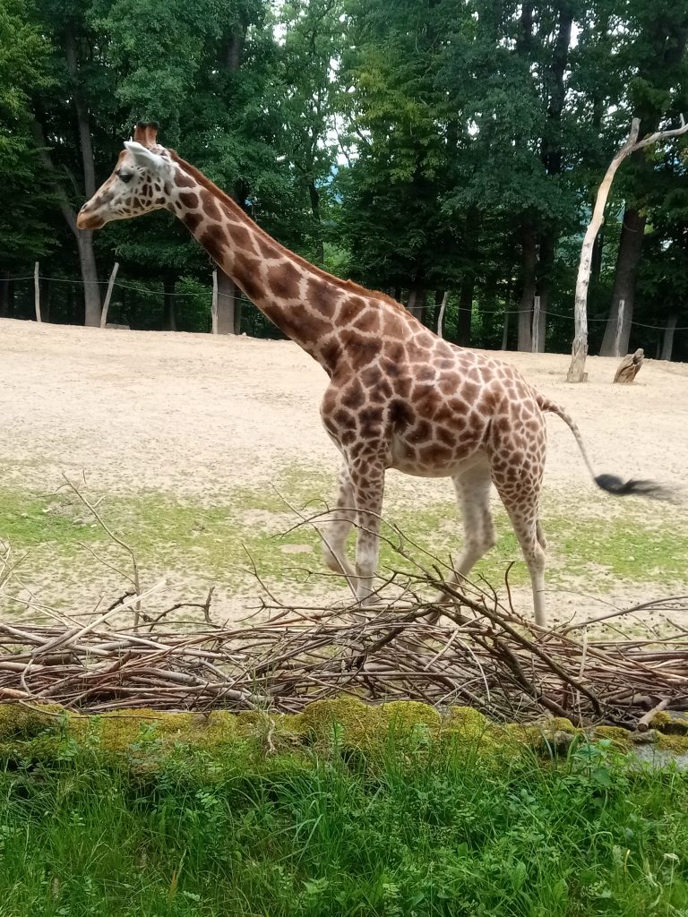 Koncoročný výlet siedmakov