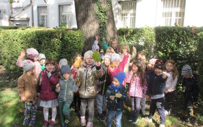 Spoznávame chránené stromy Starého Mesta