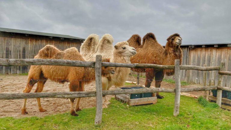 S turistickým krúžkom z Devína do Schloss Hofu alebo Vianoce na zámku