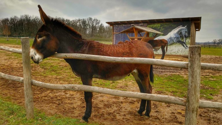 S turistickým krúžkom z Devína do Schloss Hofu alebo Vianoce na zámku
