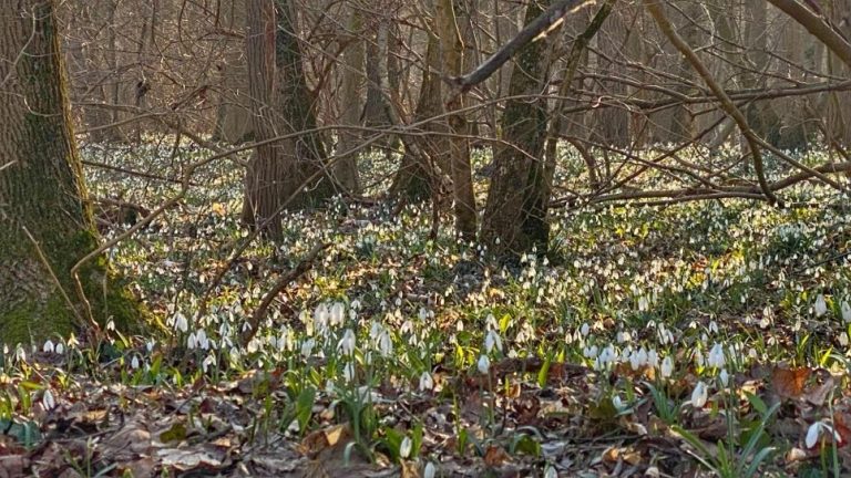 S turistickým krúžkom na Braunsberg a národným parkom Donau Auen