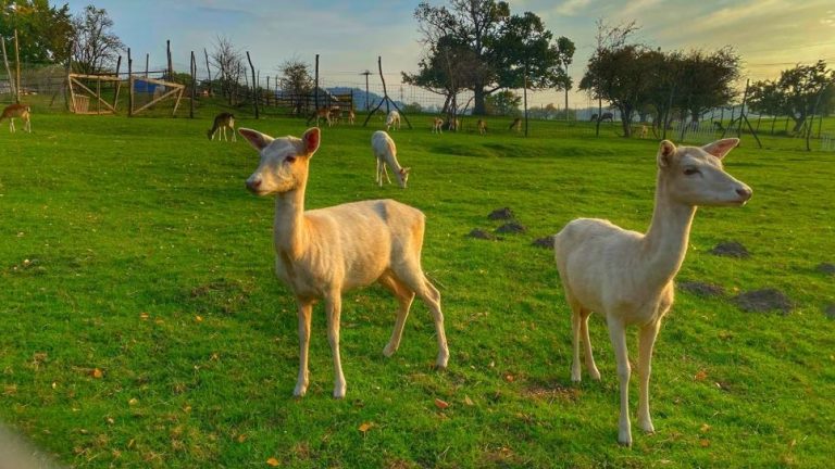 S turistickým krúžkom za najkrajším výhľadom v Malých Karpatoch. Malokarpatská sedemstovka Vysoká