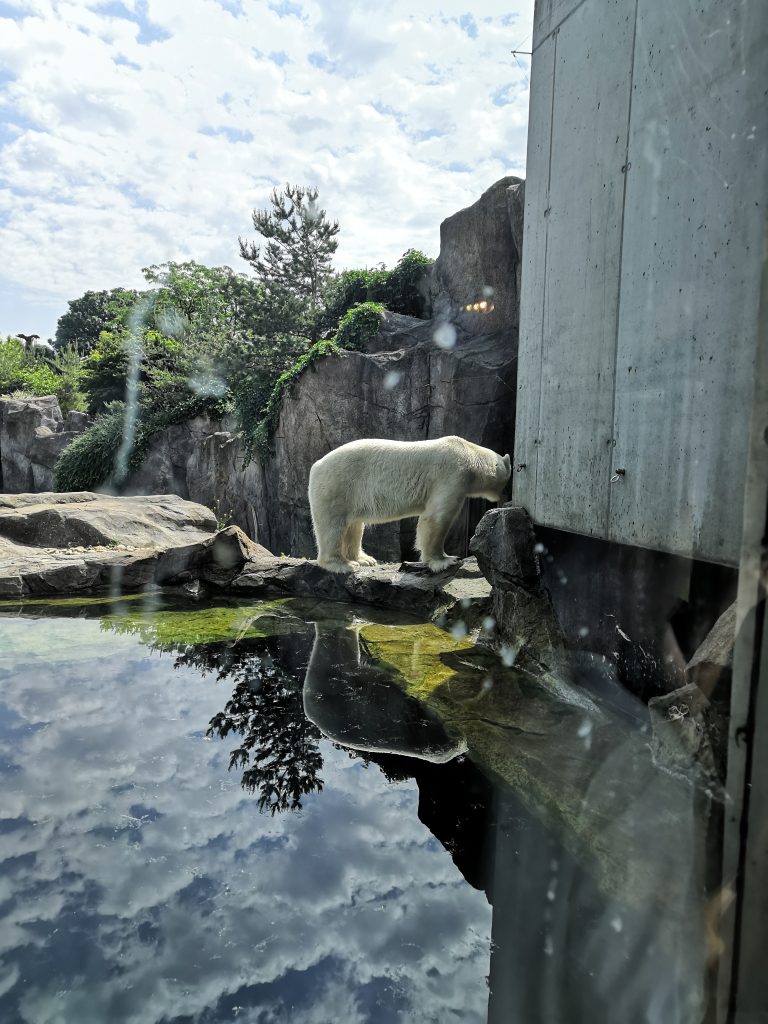 Koncoročný výlet ôsmakov – ZOO Schönbrunn