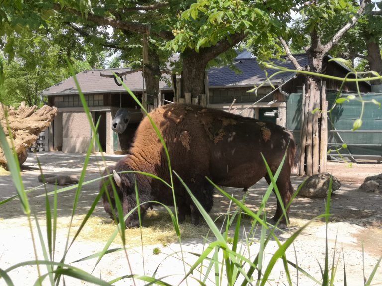 Koncoročný výlet ôsmakov – ZOO Schönbrunn