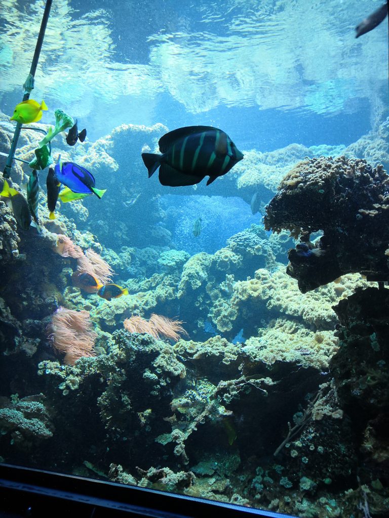 Koncoročný výlet ôsmakov – ZOO Schönbrunn