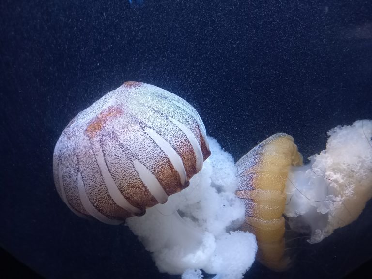 Koncoročný výlet ôsmakov – ZOO Schönbrunn