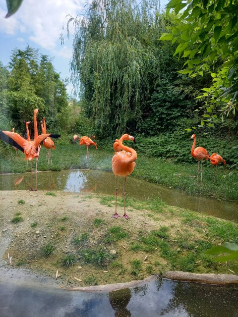 Koncoročný výlet ôsmakov – ZOO Schönbrunn