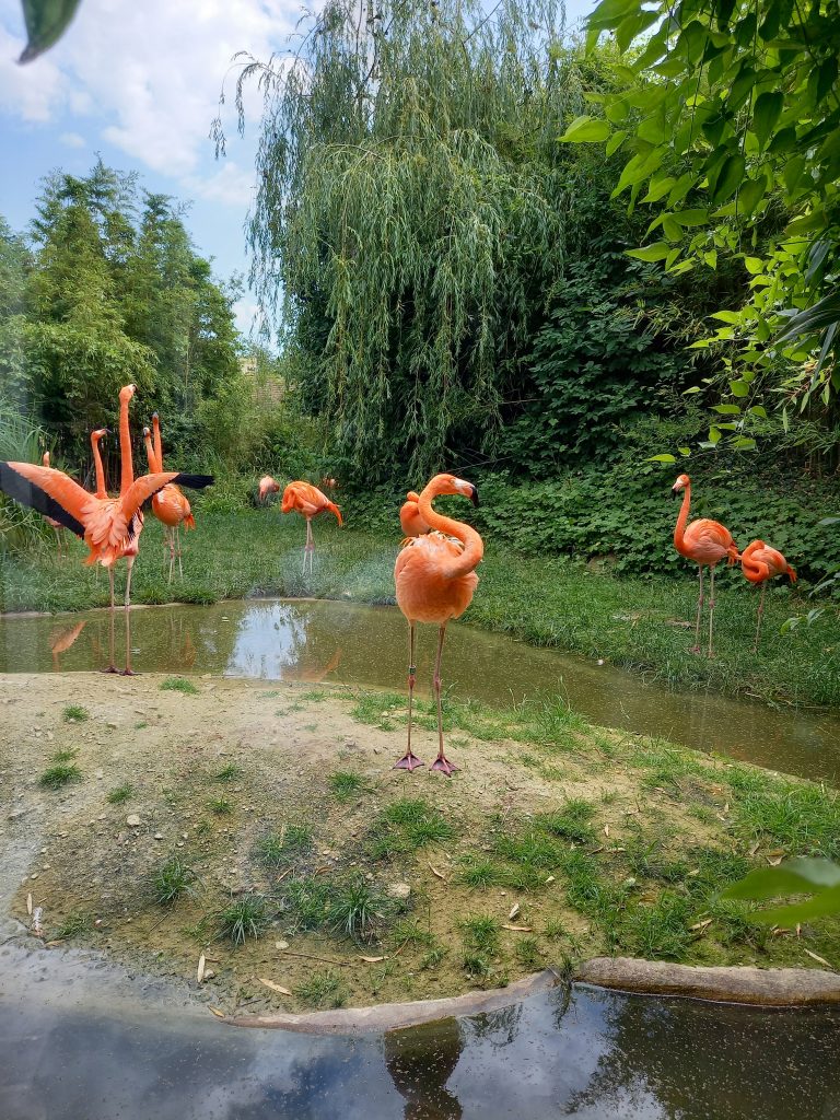 Koncoročný výlet ôsmakov – ZOO Schönbrunn