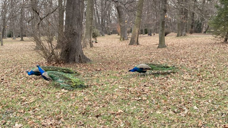 S turistickým krúžkom z Modry do Pezinka.  Po stopách Štúra modranským regiónom