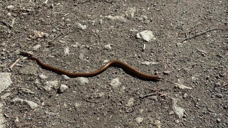 S turistickým krúžkom zo Záhorskej Bystrice na Kolibu – Slovenský hydrometeorologický ústav