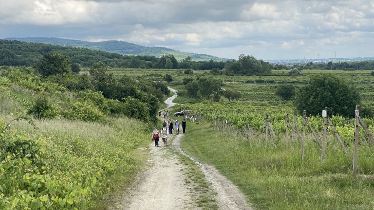 S turistickým krúžkom zo Svätého Jura do Rače. Za vinohradníckymi výhľadmi.