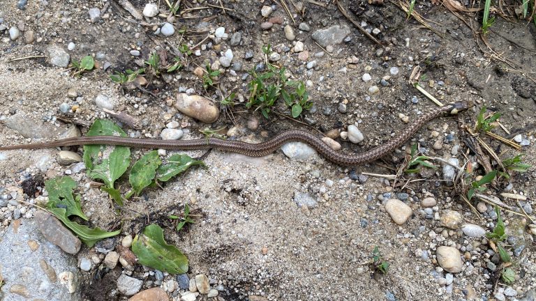 S turistickým krúžkom zo Svätého Jura do Rače. Za vinohradníckymi výhľadmi.