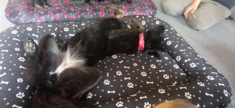 Čítanie psíkom v mestskej knižnici