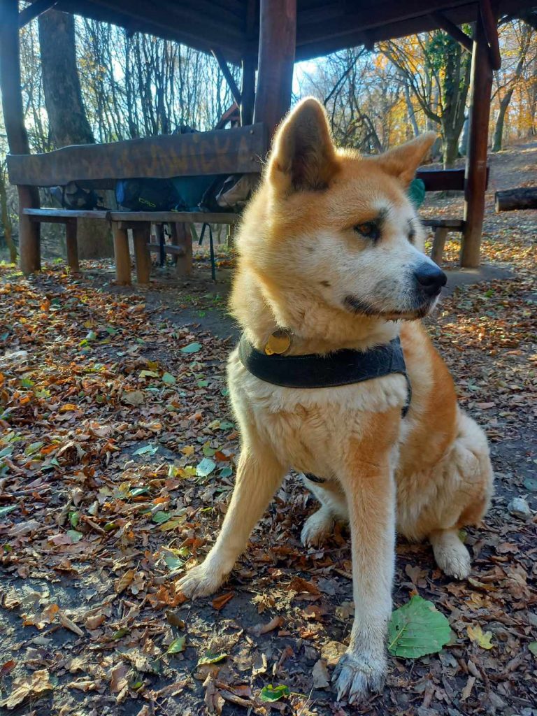 S turistickým krúžkom z Rače na hrad Pajštún