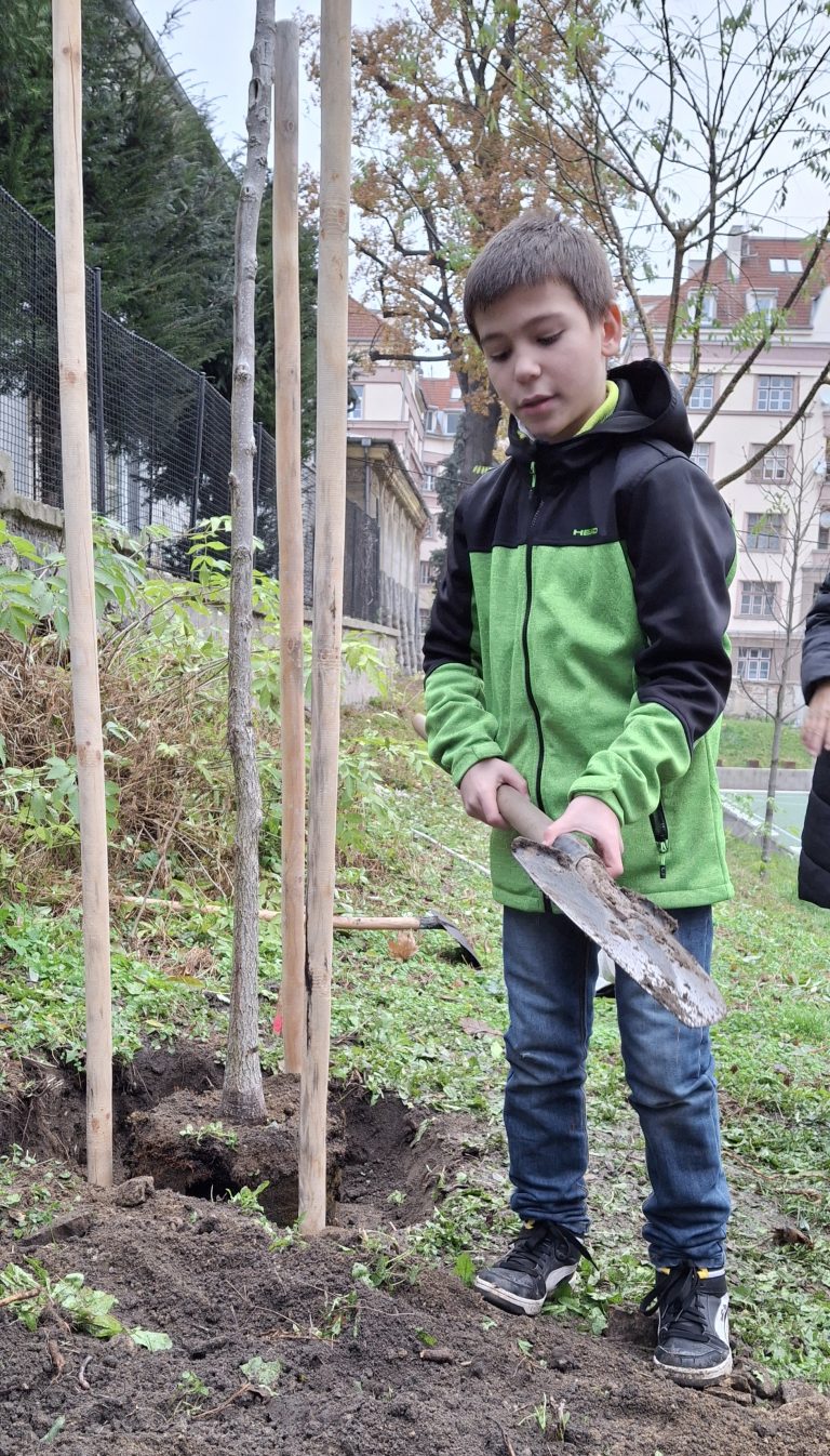 Zasaď strom – Plant a Tree