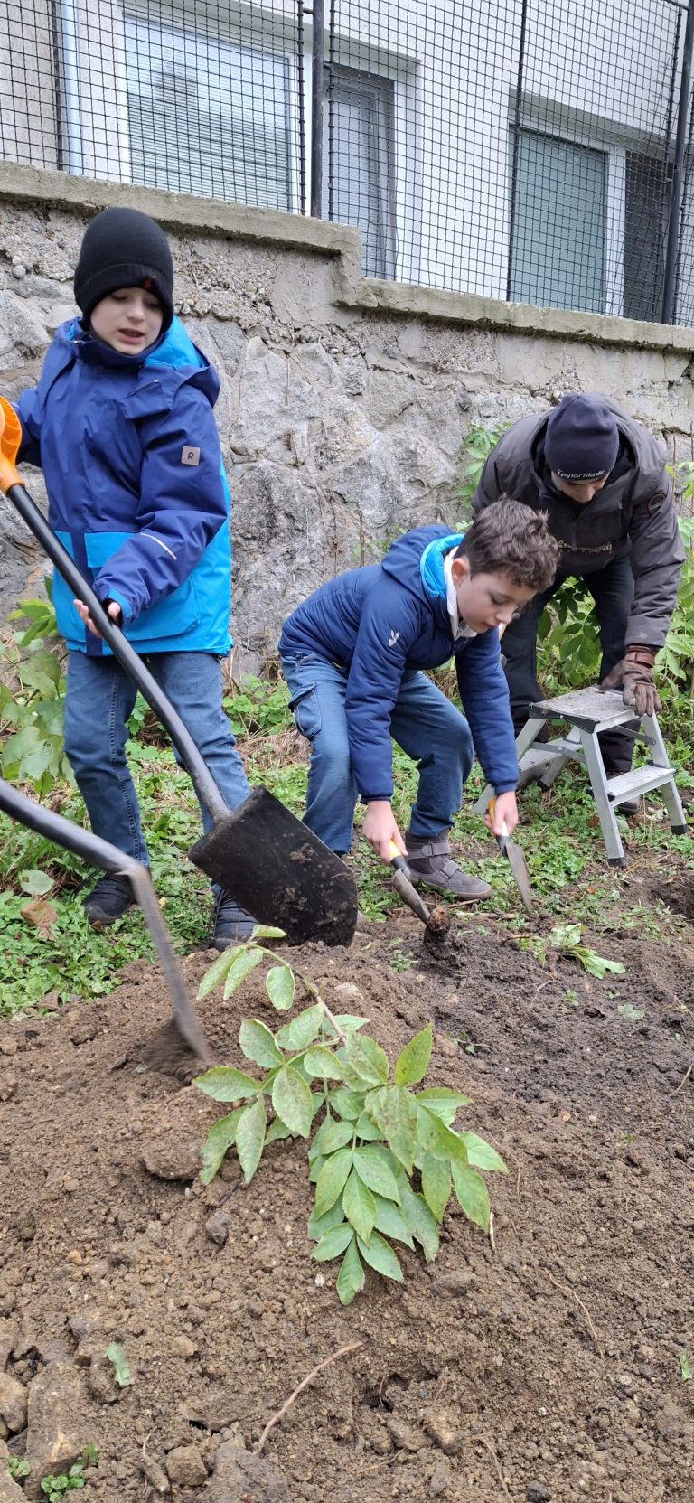 Zasaď strom – Plant a Tree