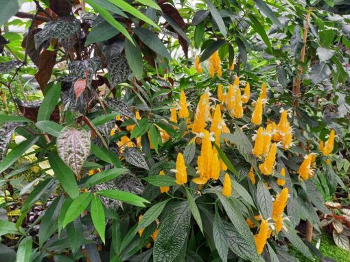 Resized_20250515_121034