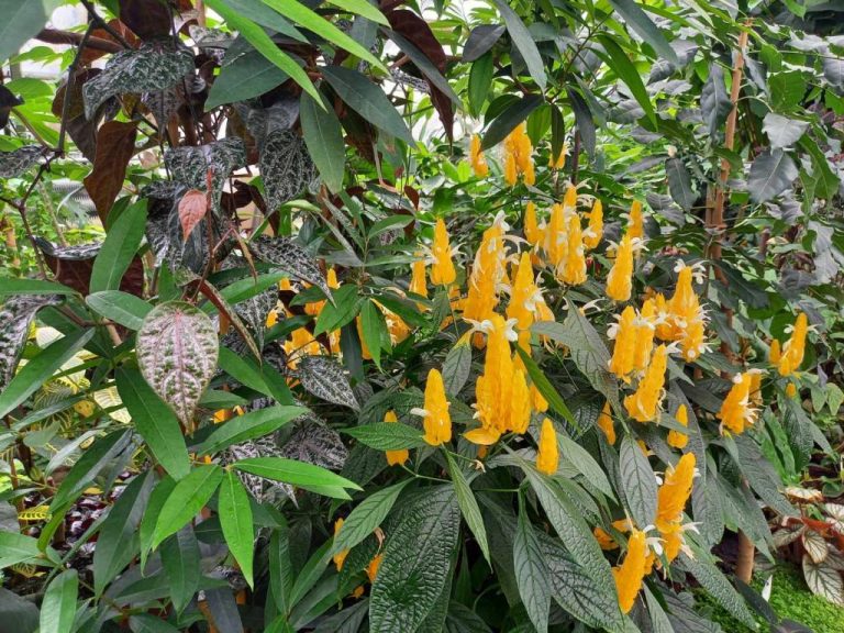 Hodina techniky v Botanickej záhrade