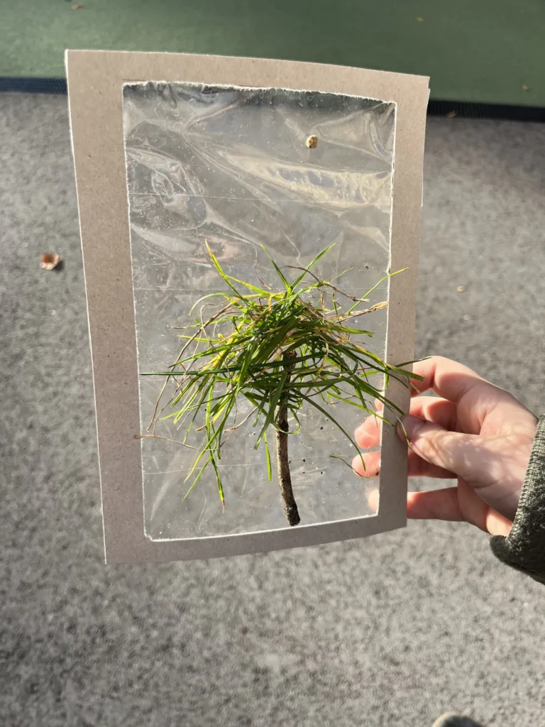 Obrázky z prírod(nin)y