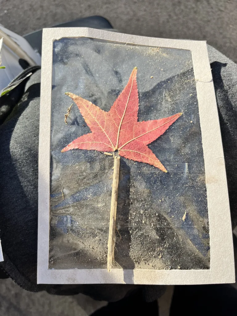 Obrázky z prírod(nin)y