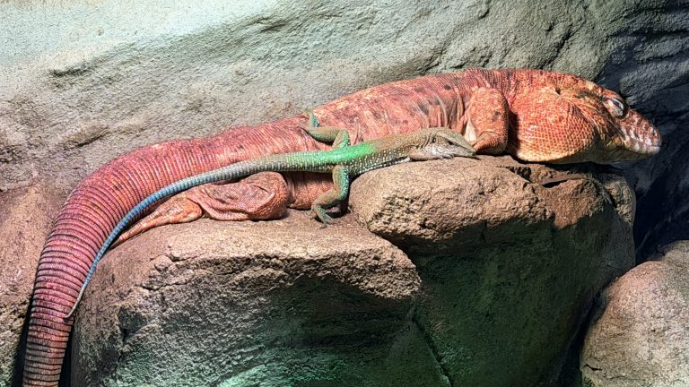 S turistickým krúžkom Brnom popri rieke Svratke do ZOO