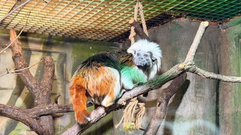 S turistickým krúžkom Brnom popri rieke Svratke do ZOO