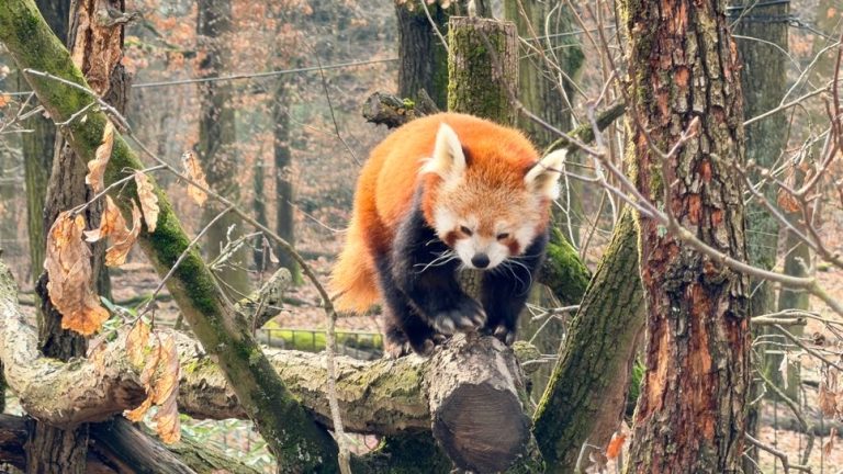 S turistickým krúžkom Brnom popri rieke Svratke do ZOO