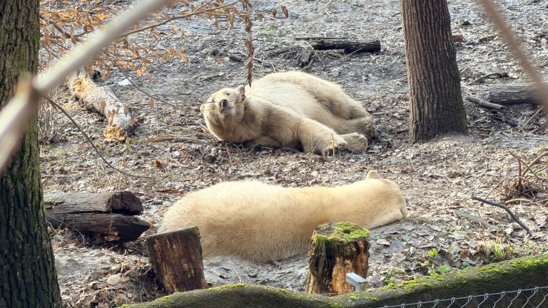 S turistickým krúžkom Brnom popri rieke Svratke do ZOO