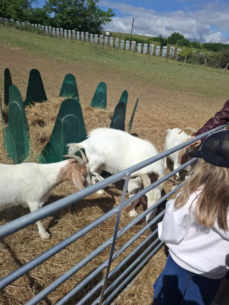 Prváci na koncoročnom výlete na farme
